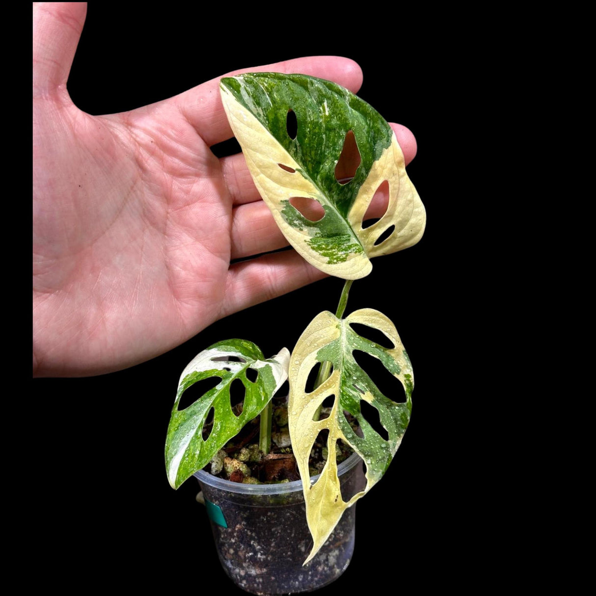 High Variegated White Monstera Adansonii Albo in a Nursery Pot - Swiss Cheese Live Potted Plant- Rare Collector Plant - US Seller