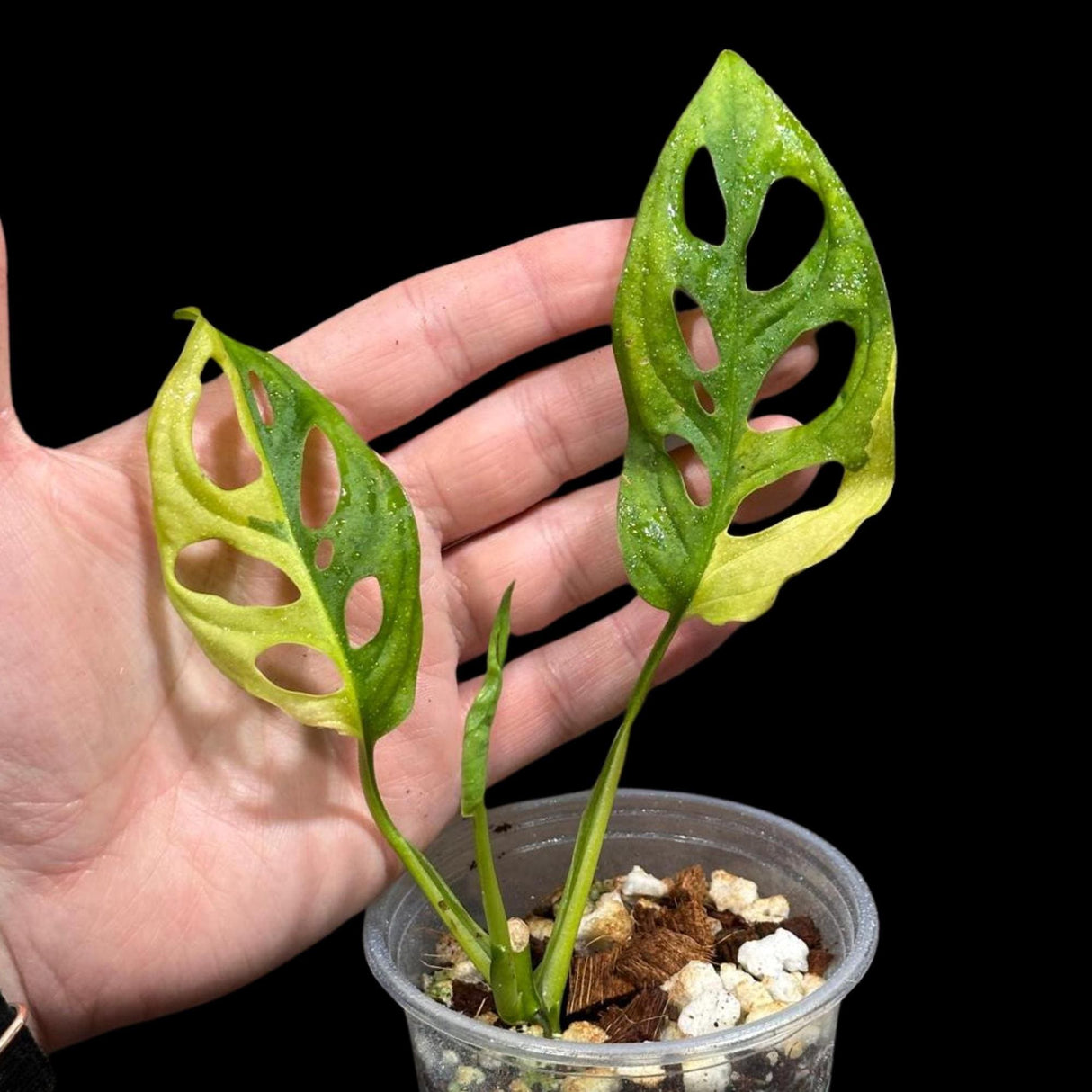 High Variegated Monstera Adansonii Aurea in a Nursery Pot - Rare Collector Swiss Cheese Aurea Plant - SAME pot as pictures - US Seller