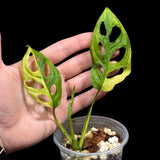 High Variegated Monstera Adansonii Aurea in a Nursery Pot - Rare Collector Swiss Cheese Aurea Plant - SAME pot as pictures - US Seller