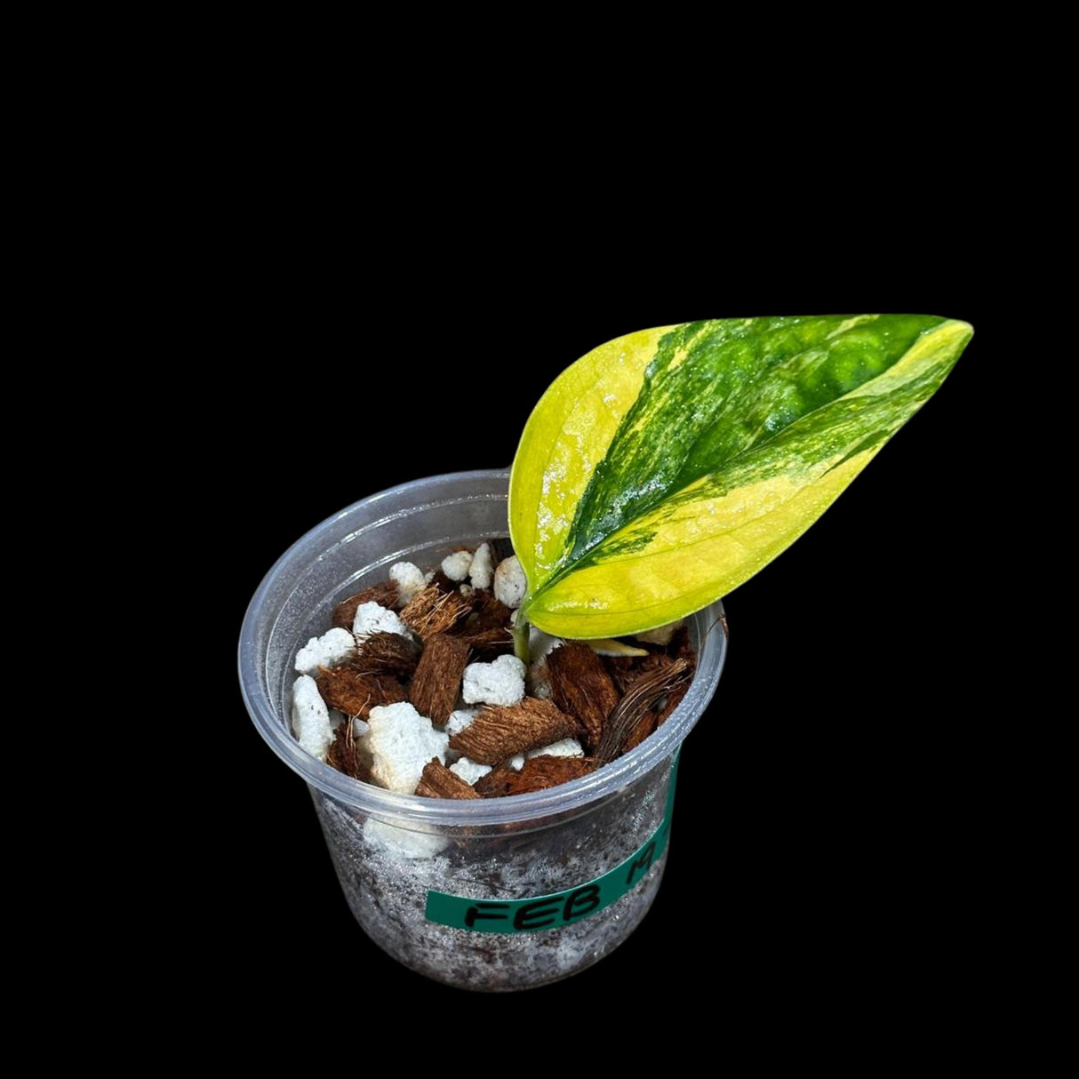 Variegated Monstera Peru in a Nursery Pot | Live Rare Houseplants | Air Purifying Plant | Monstera Peru Single Leaf Plant - US Seller