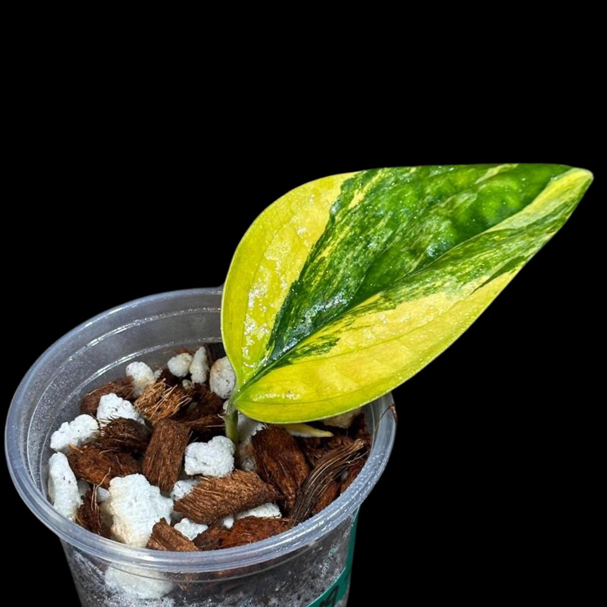 Variegated Monstera Peru in a Nursery Pot | Live Rare Houseplants | Air Purifying Plant | Monstera Peru Single Leaf Plant - US Seller