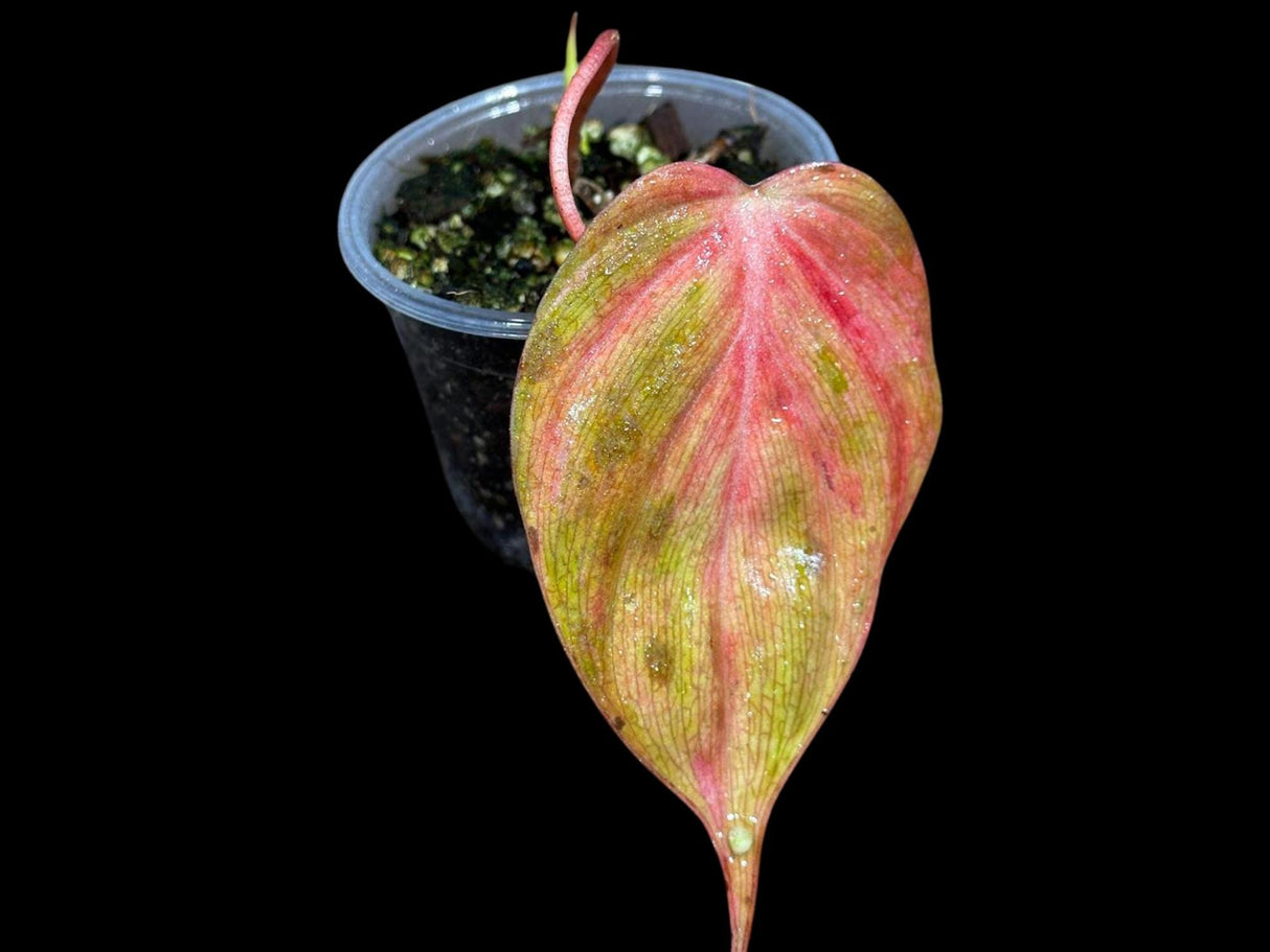 Rare Variegated Philodendron Mican Pink Single Leaf Plant in a Nursery Pot- Live Plant - Rare Plant - US Seller - SAME Pot as the image
