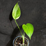 Monstera Aurea Variegated Borsigiana in a Nursery Pot - Monstera Aurea Baby Leaf Plant - Monstera Marmota - US Seller - Exact Plant