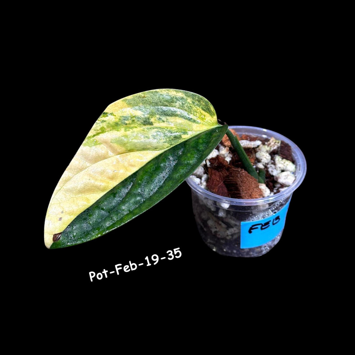 Variegated Monstera Peru Cuttings | Monstera Karstenianum Peru Variegated Live rare houseplants | - US Seller