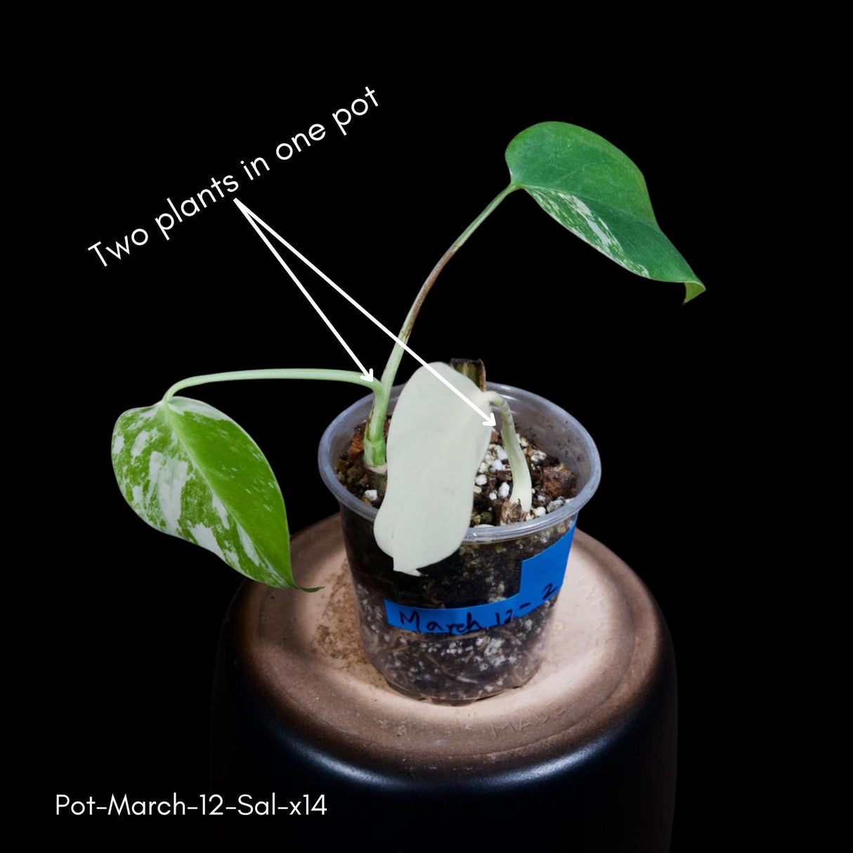 Monstera Albo - Rare Variegated Monstera Borsigiana Albo - Rare Collector Plant - White Monstera Albo Live Plant - USA seller