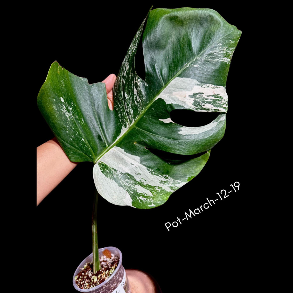 Monstera Albo - Rare Variegated Monstera Borsigiana Albo - Rare Collector Plant - White Monstera Albo Live Plant - USA seller