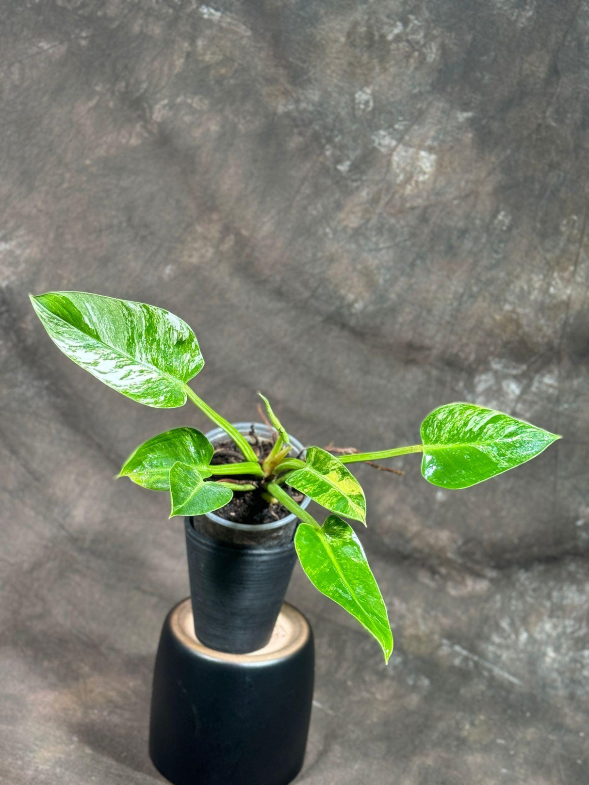 Philodendron Green Congo ORIGINAL Variegated live plant in a Nursery Pot - Rare Green Congo - SAME Potted Plant - Hard to Come By