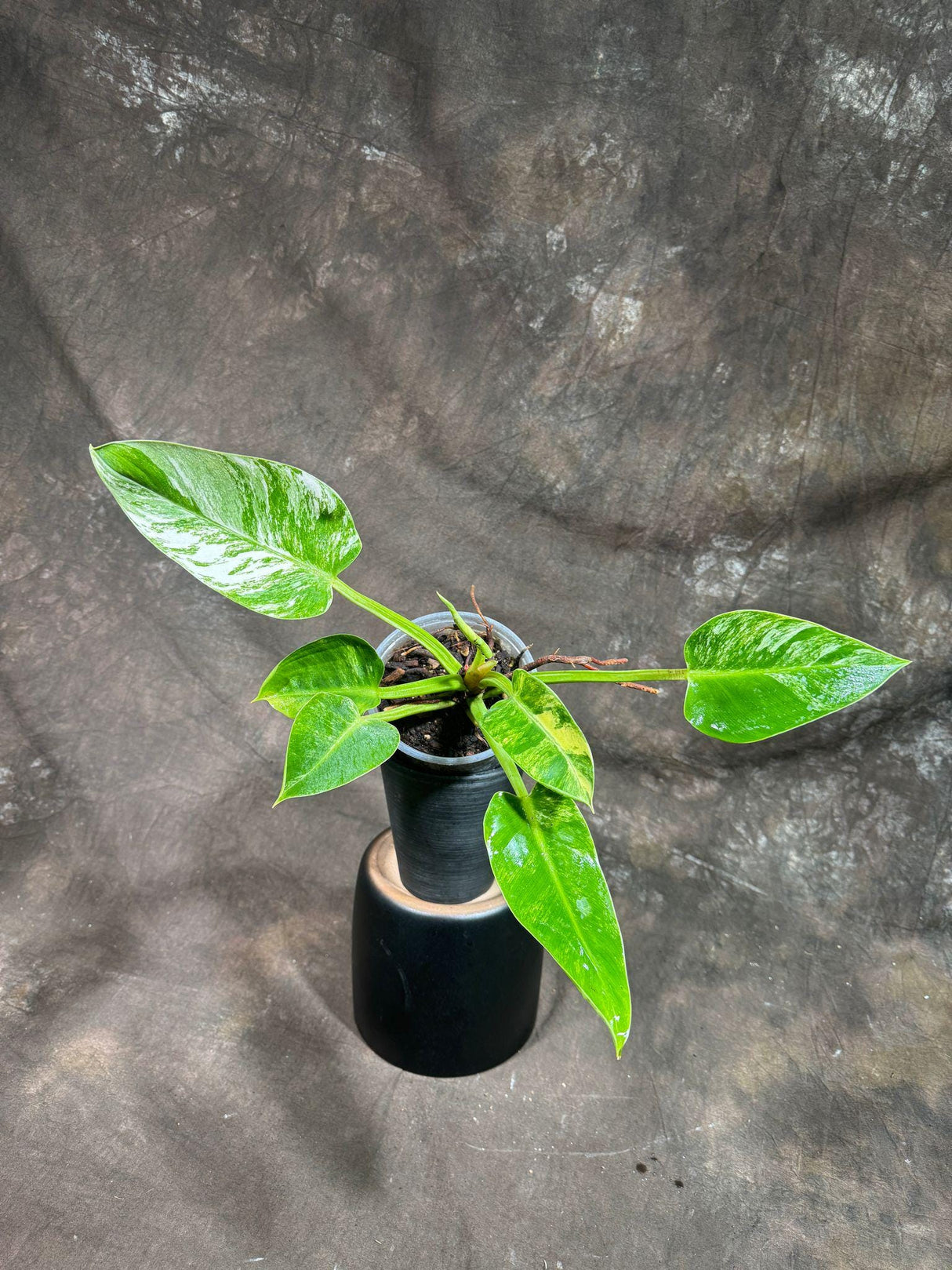 Philodendron Green Congo ORIGINAL Variegated live plant in a Nursery Pot - Rare Green Congo - SAME Potted Plant - Hard to Come By