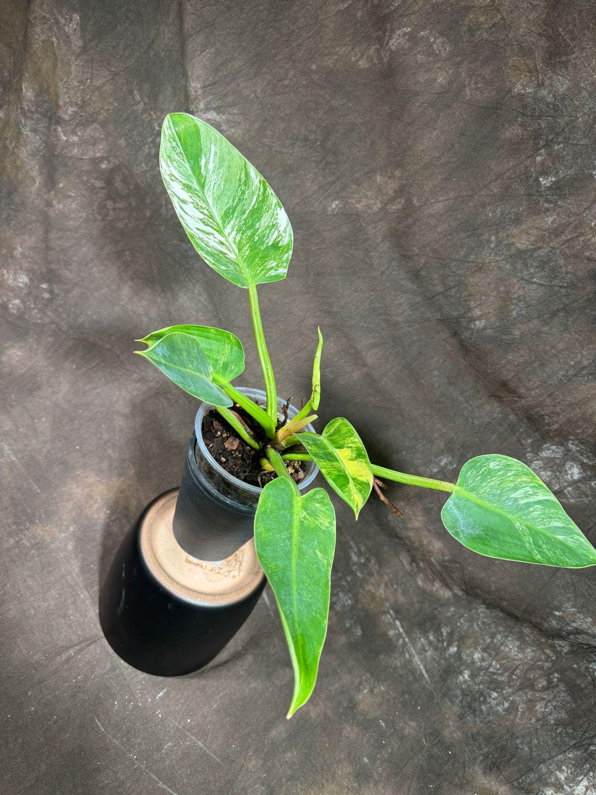 Philodendron Green Congo ORIGINAL Variegated live plant in a Nursery Pot - Rare Green Congo - SAME Potted Plant - Hard to Come By