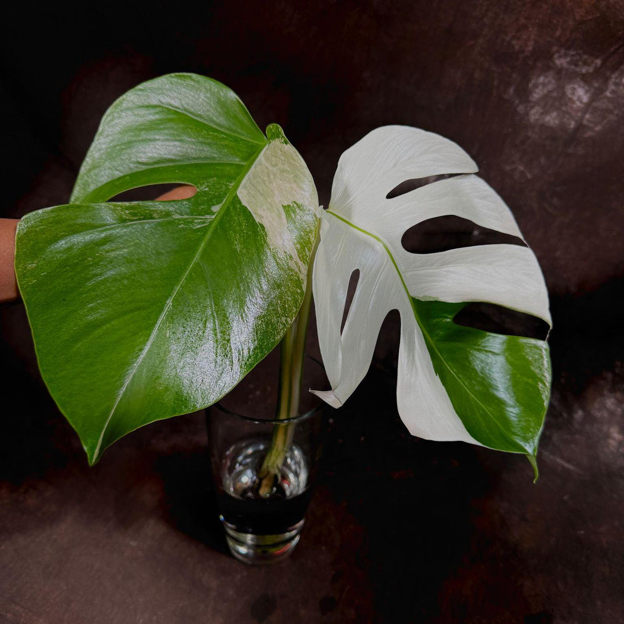 Monstera Albo Top Cut- Rare variegated Monstera Borsigiana Albo - Beginners Plant - Collector Live Plant - US Seller - Non-Exact
