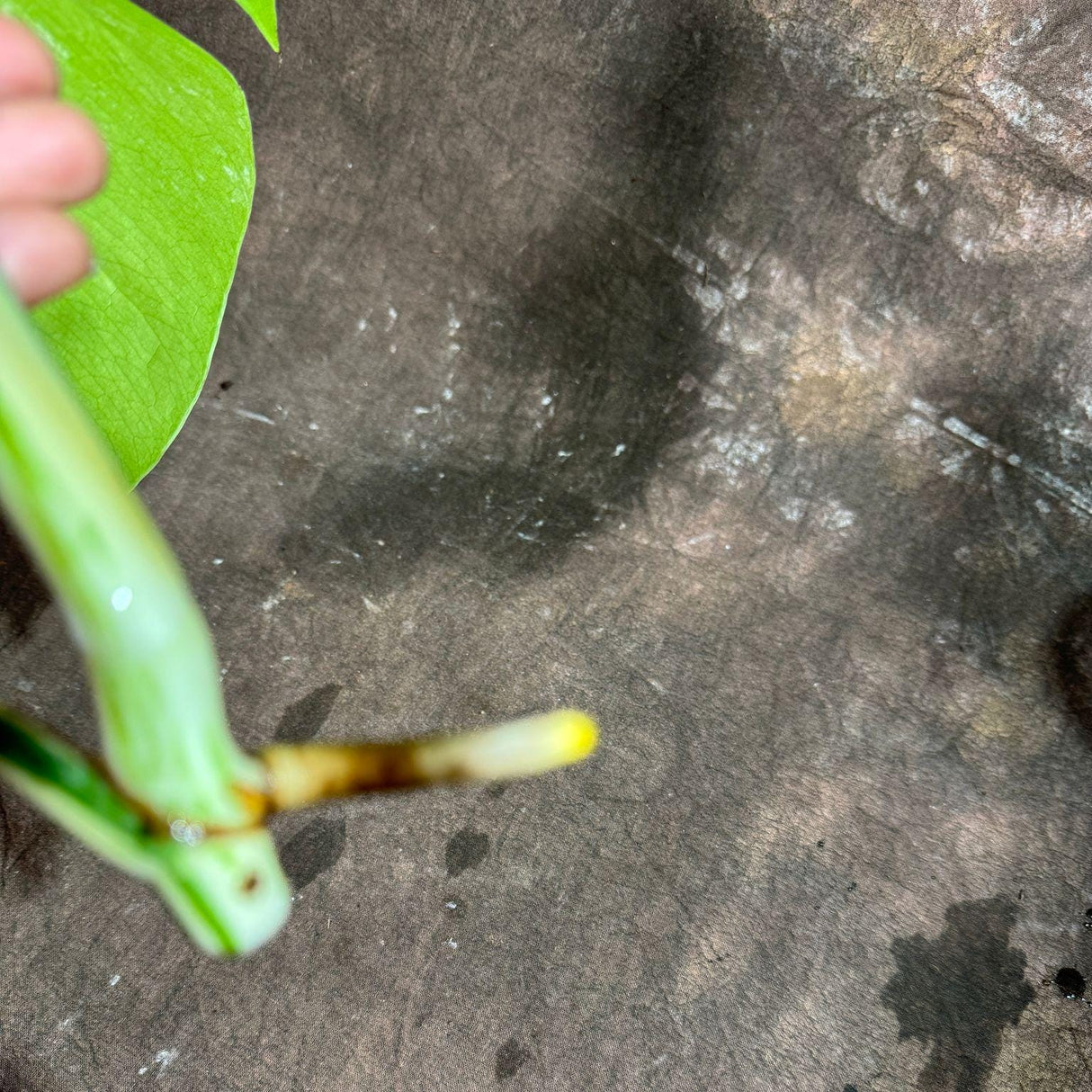 Monstera Albo Top Cut- Rare variegated Monstera Borsigiana Albo - Beginners Plant - Collector Live Plant - US Seller - Non-Exact