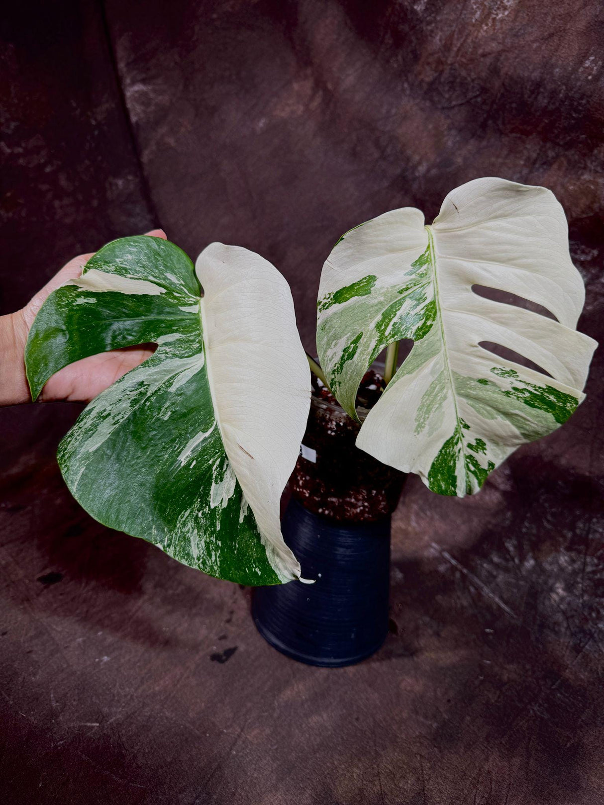 Variegated Monstera Albo Plant - Rare Indoor White Monstera Albo Borsigiana Plant - Gift for Mom - Rare Houseplant - Non-Exact