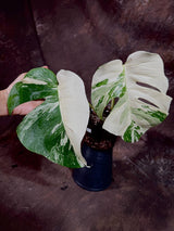 Variegated Monstera Albo Plant - Rare Indoor White Monstera Albo Borsigiana Plant - Gift for Mom - Rare Houseplant - Non-Exact