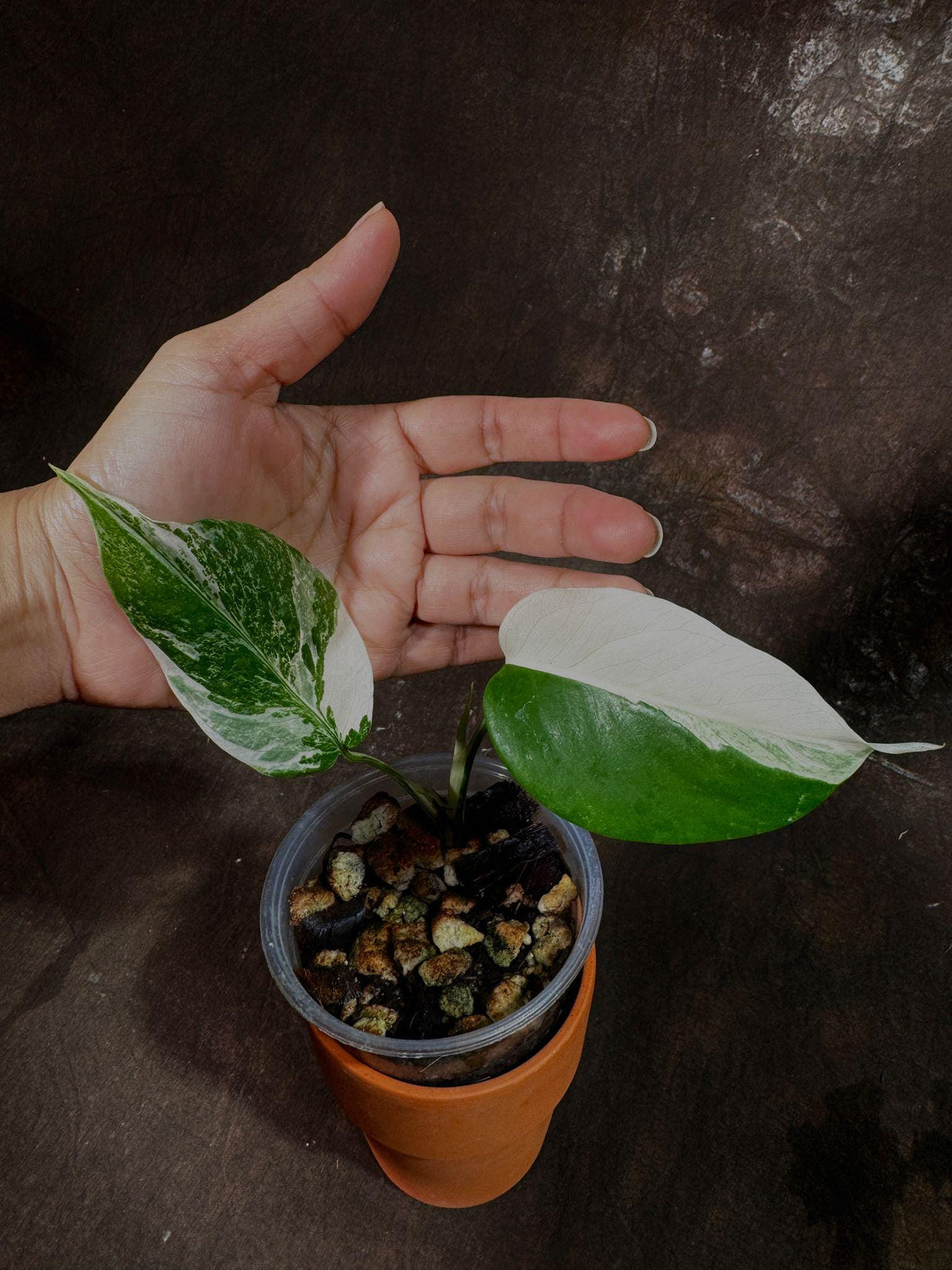 Variegated Monstera Albo Plant - Rare Indoor White Monstera Albo Borsigiana Plant - Baby Leaf Plant - Rare Houseplant - Non-Exact