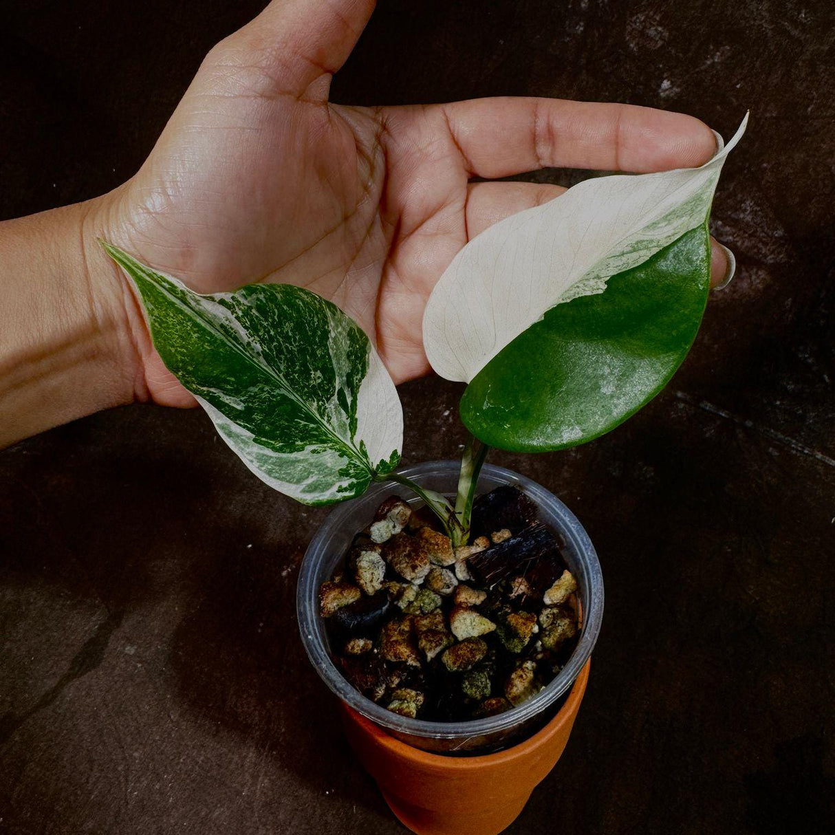 Variegated Monstera Albo Plant - Rare Indoor White Monstera Albo Borsigiana Plant - Baby Leaf Plant - Rare Houseplant - Non-Exact
