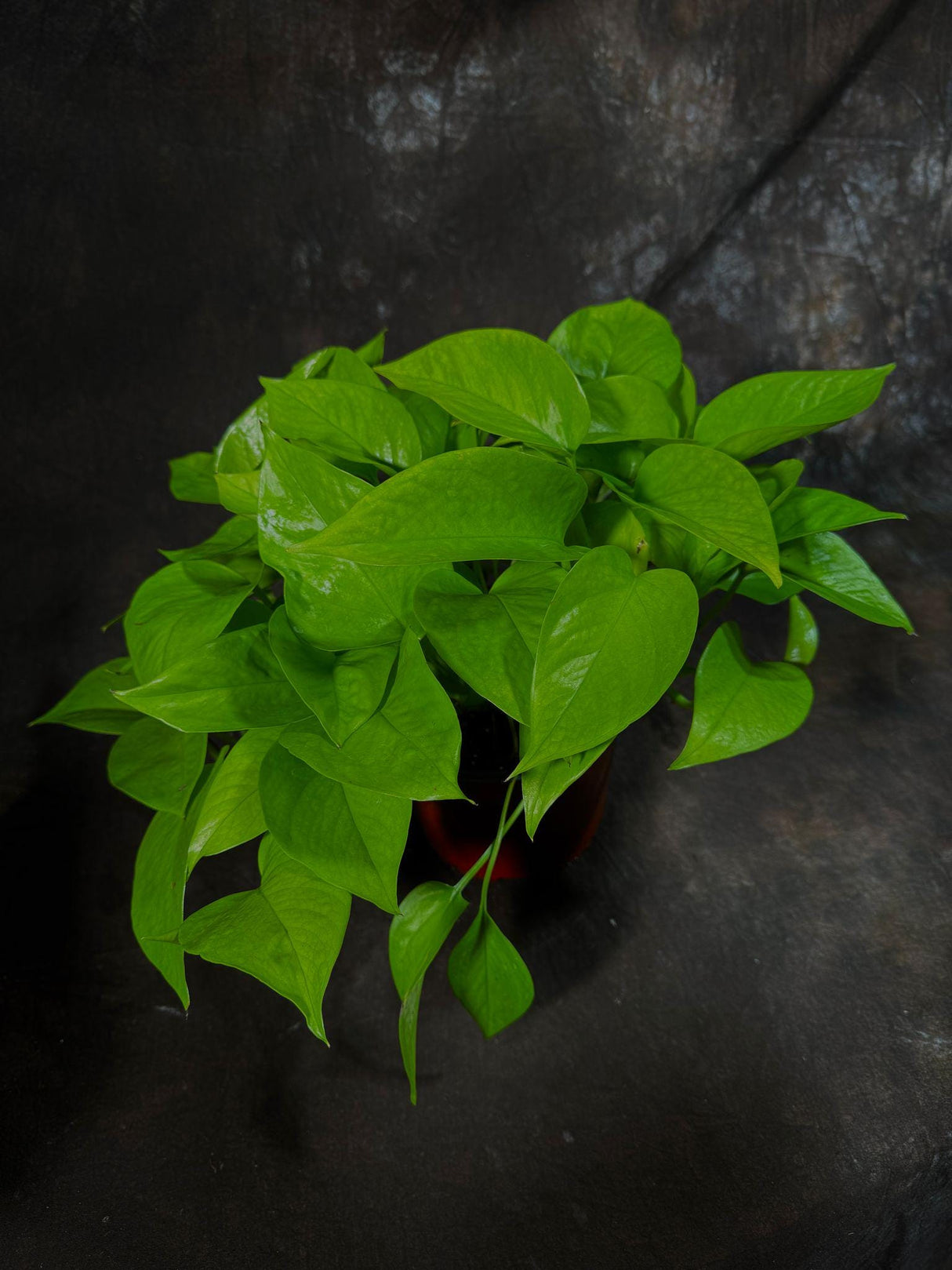 Neon Pothos Indoor Plant in a 6" Nursery Pot - Easy Care Low Light Live Plant - Neon Pothos Houseplant - Vining Plant - US Seller