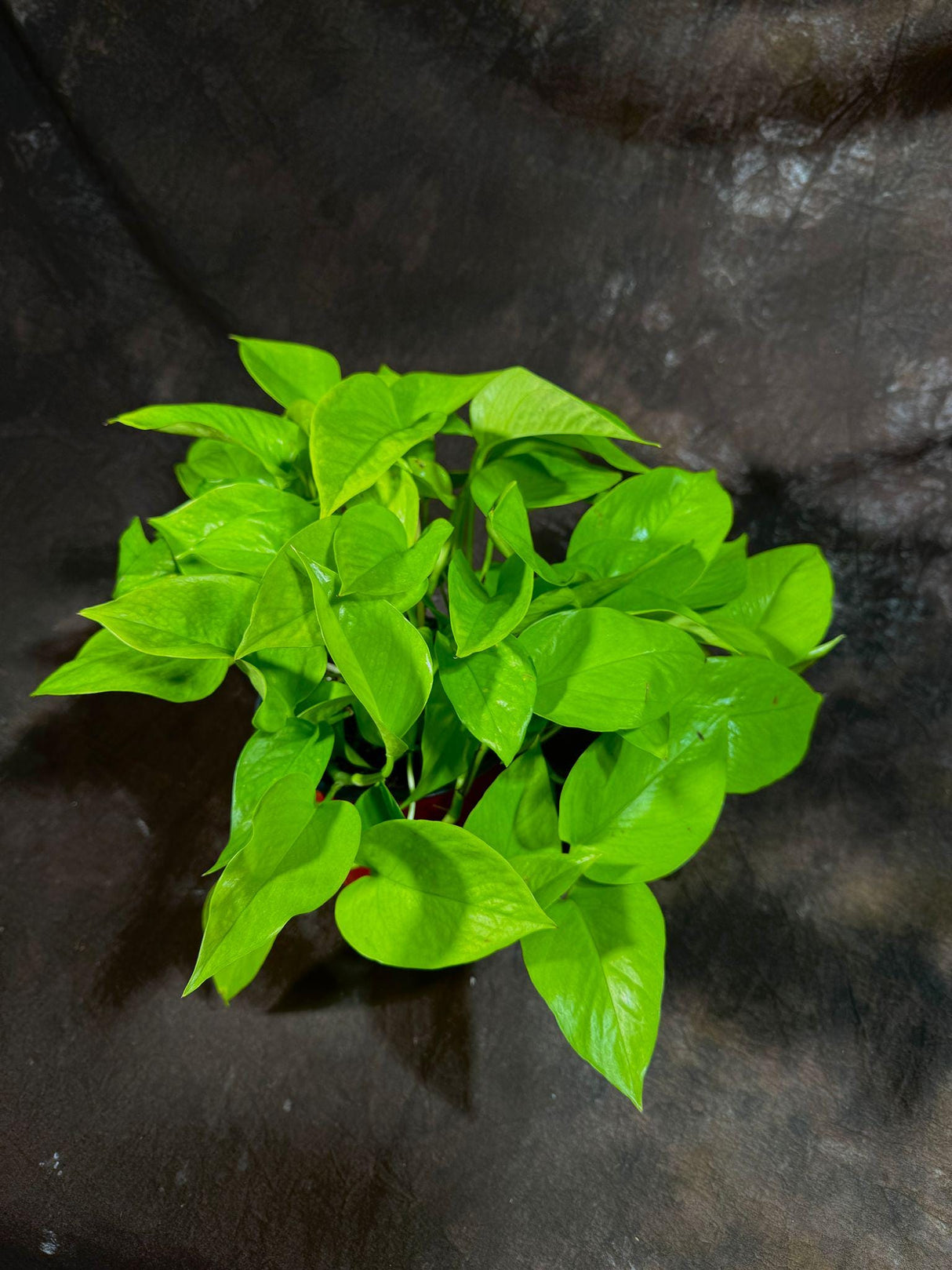 Neon Pothos Indoor Plant in a 6" Nursery Pot - Easy Care Low Light Live Plant - Neon Pothos Houseplant - Vining Plant - US Seller