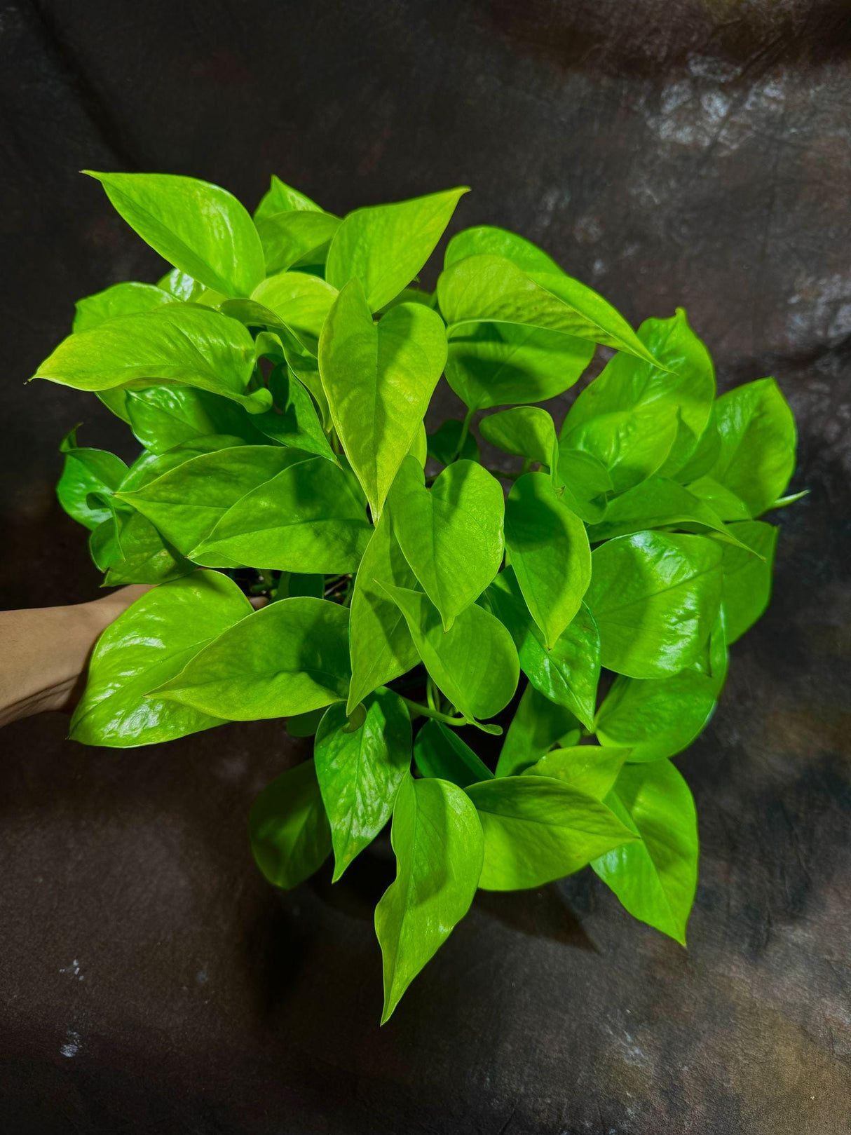 Neon Pothos Indoor Plant in a 6" Nursery Pot - Easy Care Low Light Live Plant - Neon Pothos Houseplant - Vining Plant - US Seller