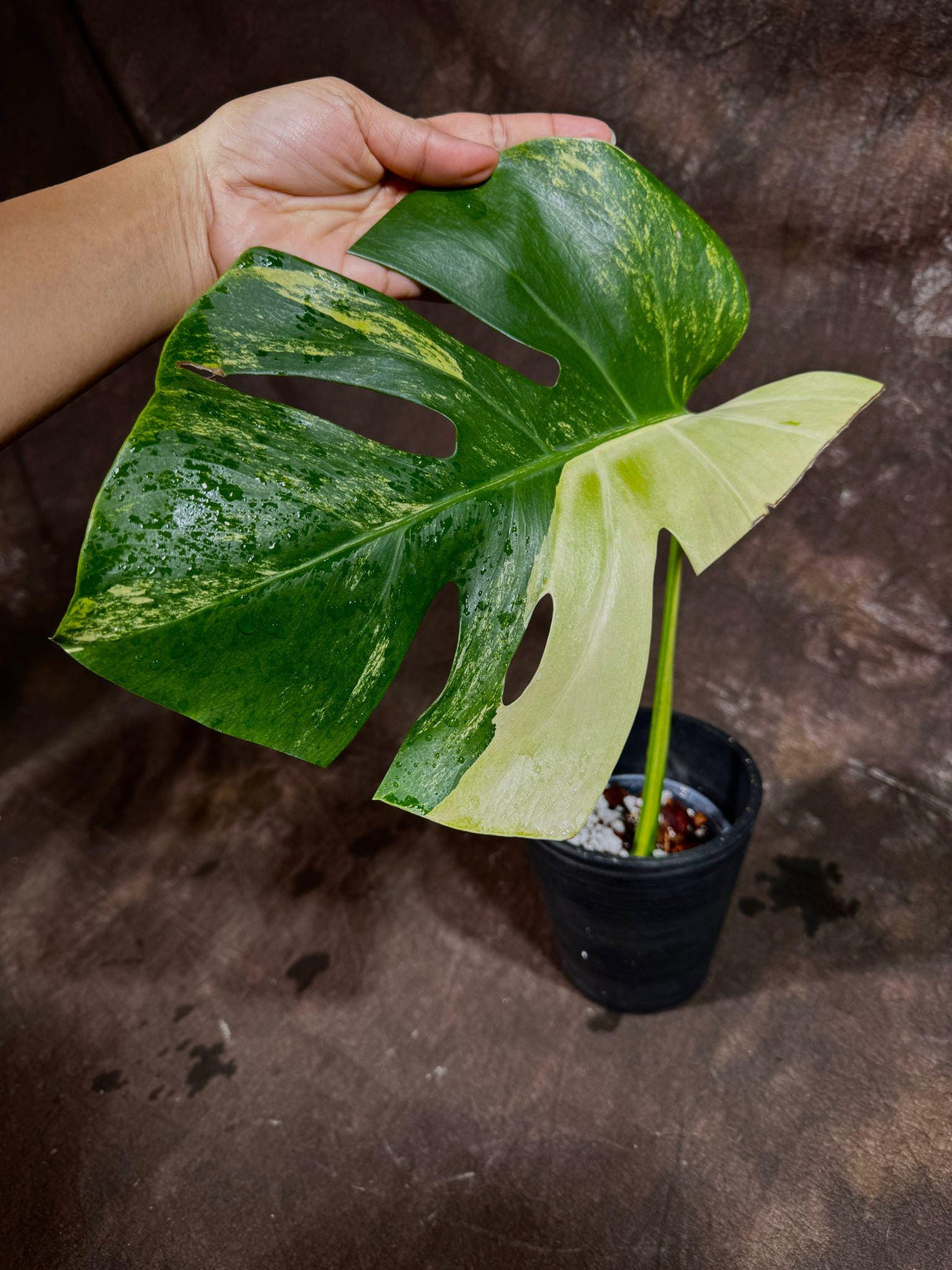 Monstera Aurea High Variegated Borsigiana in a Nursery Pot - Monstera Aurea Single Leaf Plant - Monstera Marmota - Non Exact - US Seller