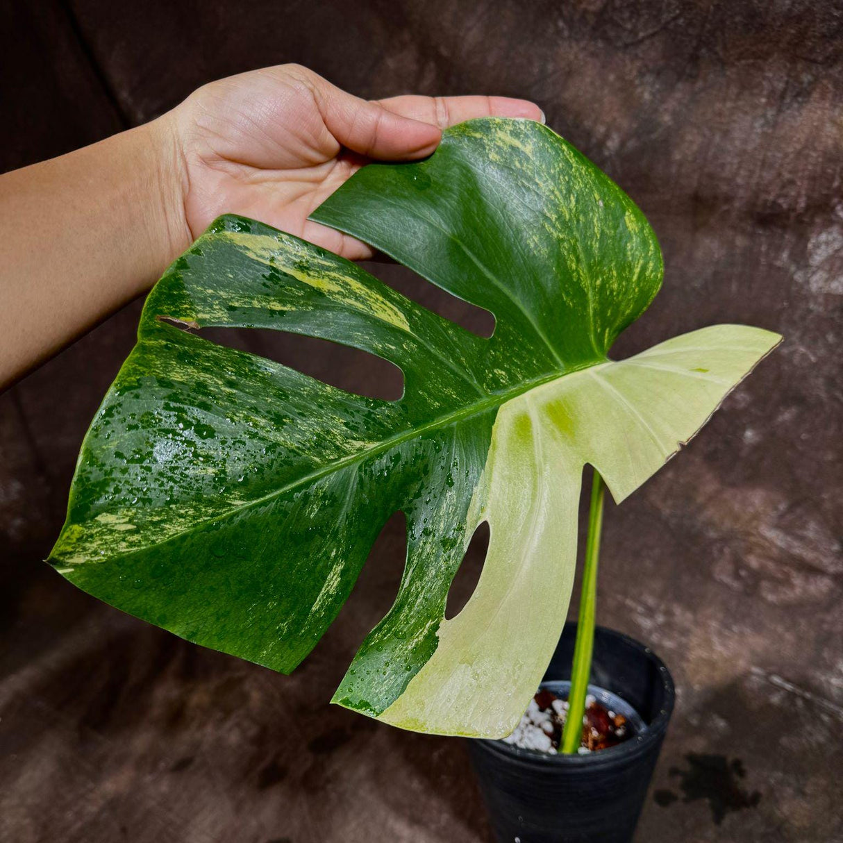 Monstera Aurea High Variegated Borsigiana in a Nursery Pot - Monstera Aurea Single Leaf Plant - Monstera Marmota - Non Exact - US Seller