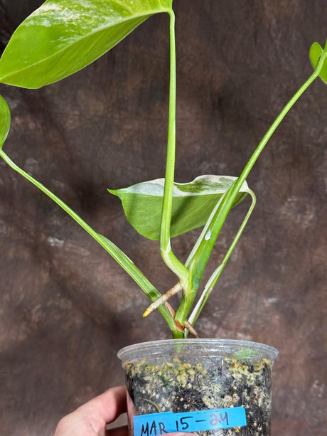 Variegated Monstera Albo Plant - Rare Indoor White Monstera Albo Borsigiana Plant- Baby Leaf Plant -US Seller -Rare Houseplant - Exact Plant