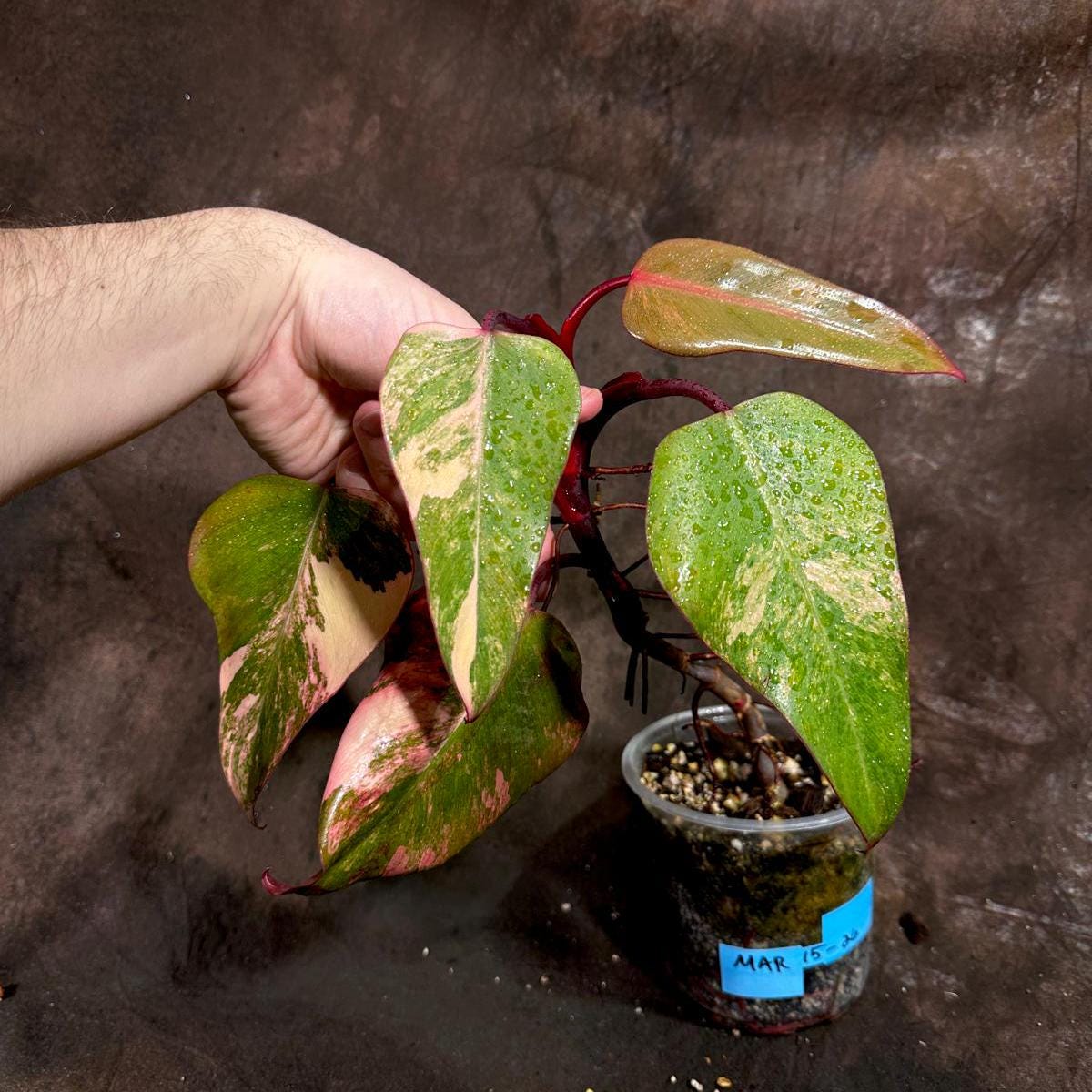 Variegated Philodendron Strawberry Shake in a Nursery Pot - Pink Strawberry Shake RARE Collector Plant - Live Indoor Plant - Exact Plant