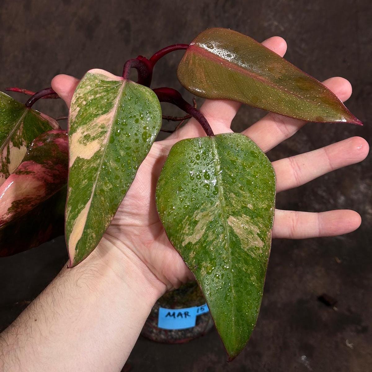 Variegated Philodendron Strawberry Shake in a Nursery Pot - Pink Strawberry Shake RARE Collector Plant - Live Indoor Plant - Exact Plant