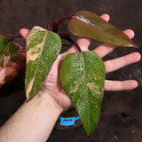 Variegated Philodendron Strawberry Shake in a Nursery Pot - Pink Strawberry Shake RARE Collector Plant - Live Indoor Plant - Exact Plant