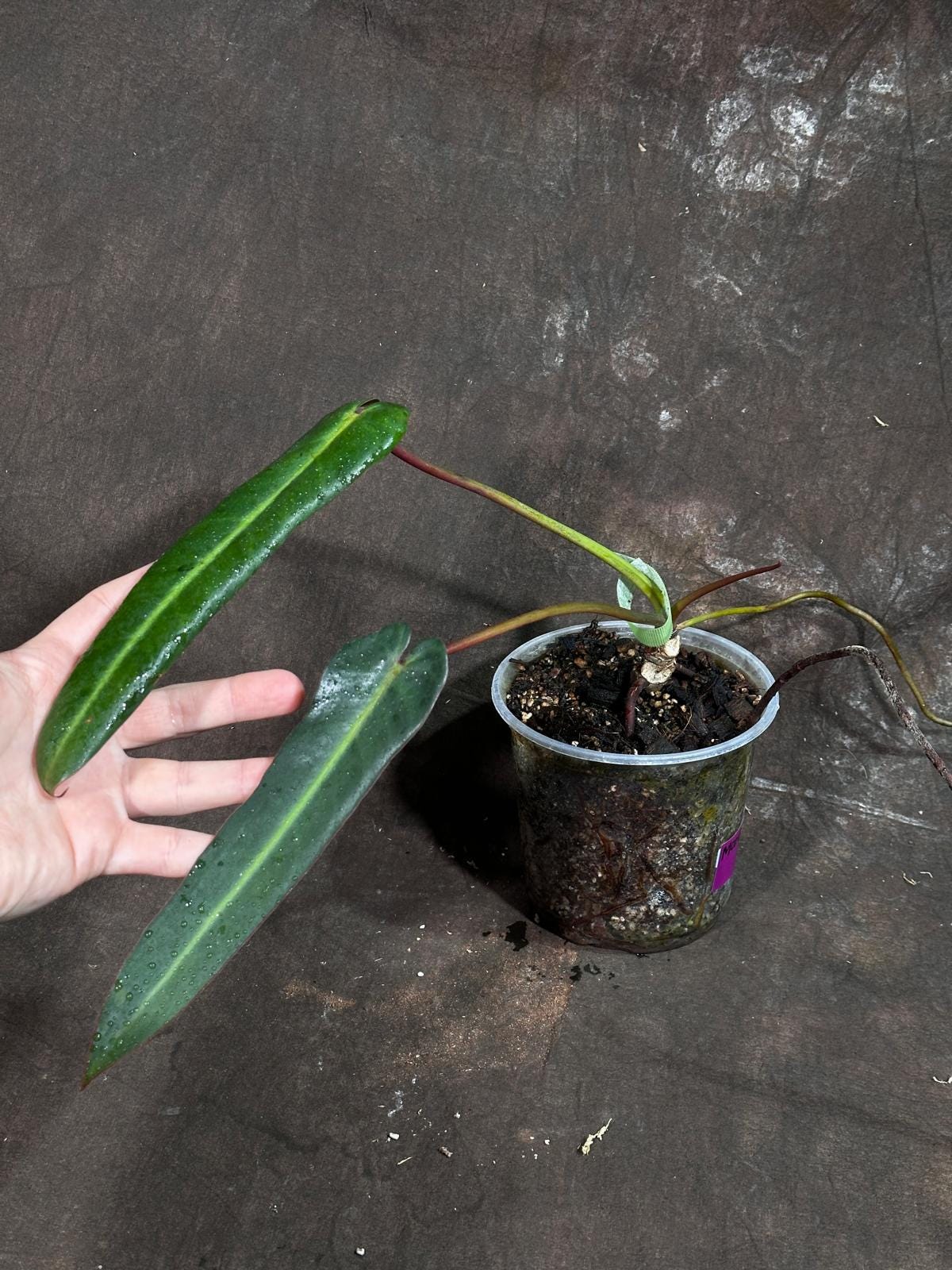 Philodendron Spiritus Sancti Starter Plant in a Nursery Pot - Rare Aroid Plant - Low Light Indoor Plant - Rare Collector Plant - Exact Plant