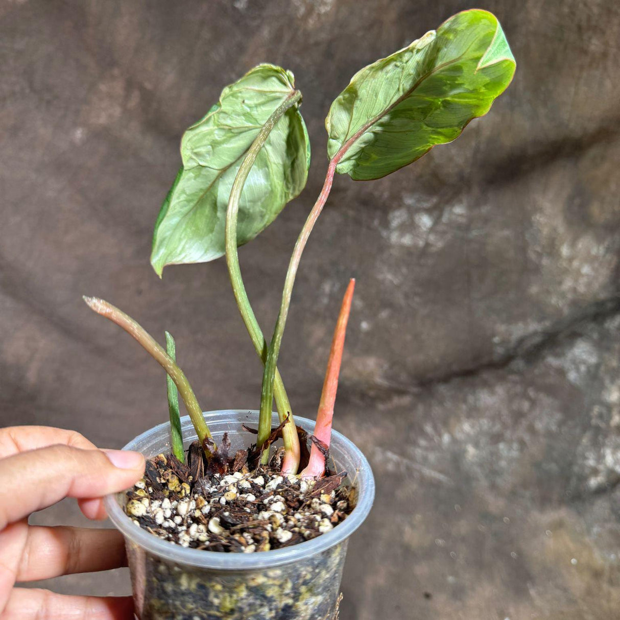 Rare Philodendron Gloriousum Variegated in a Nursery Pot - Live Tropical Houseplant - Beginners Plant - Gift Plant - US Seller
