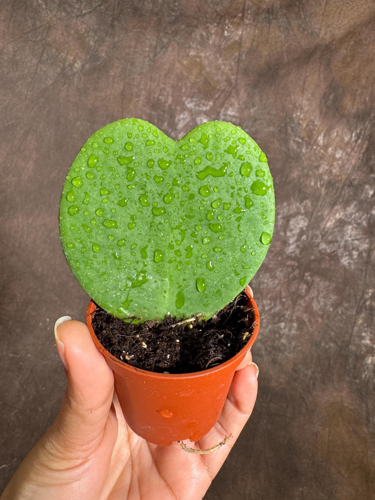 Hoya Kerrii Heart Succulent Live Plant in 2” Pot - Indoor Heart Shaped Love Hoya - Office gift - Sweetheart Hoya For Kids Terrarium Project
