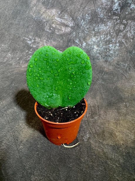 Hoya Kerrii Heart Succulent Live Plant in 2” Pot - Indoor Heart Shaped Love Hoya - Office gift - Sweetheart Hoya For Kids Terrarium Project