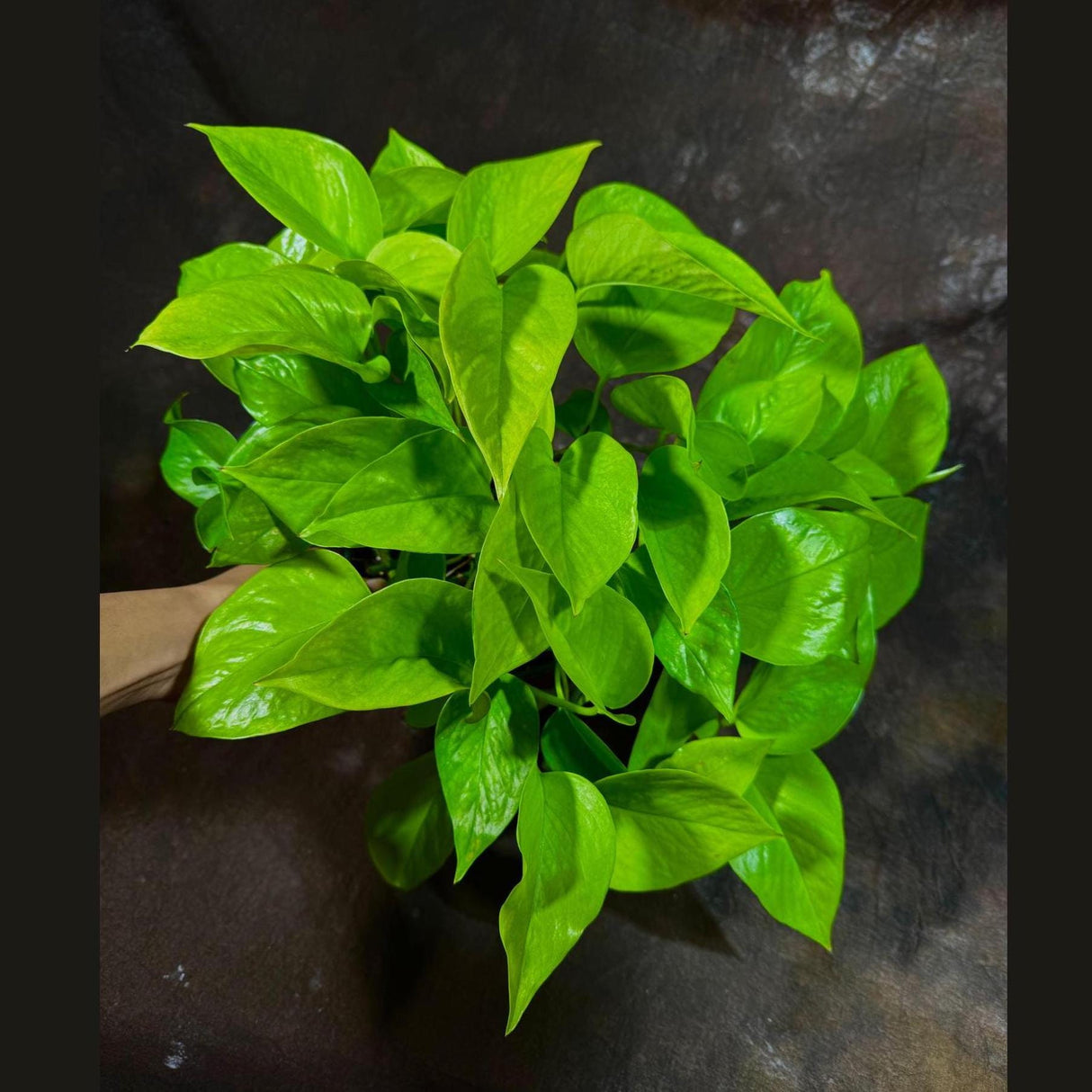 Neon Pothos Indoor Plant in a 6" Nursery Pot - Easy Care Low Light Live Plant - Neon Pothos Houseplant - Vining Plant - US Seller