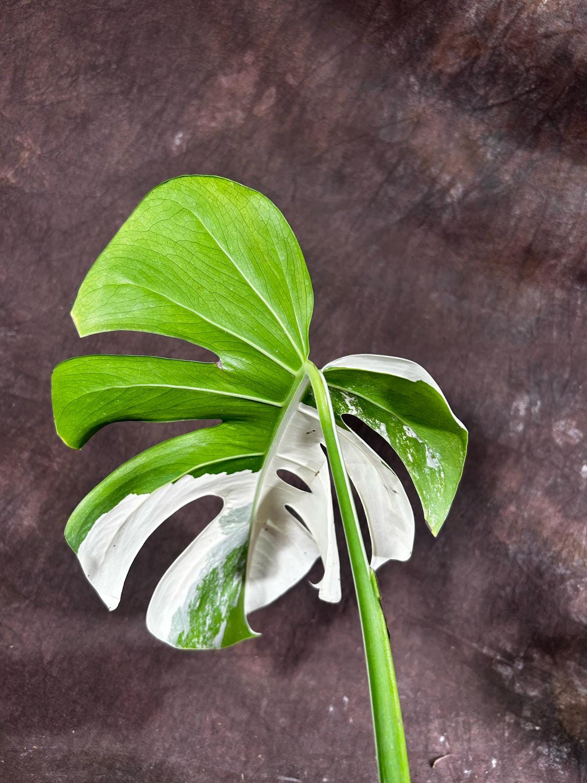 Variegated Monstera Albo Plant - Rare Indoor White Monstera Albo Borsigiana Plant - Large Form - Indoor Plant - Rare Houseplant -EXACT Plant