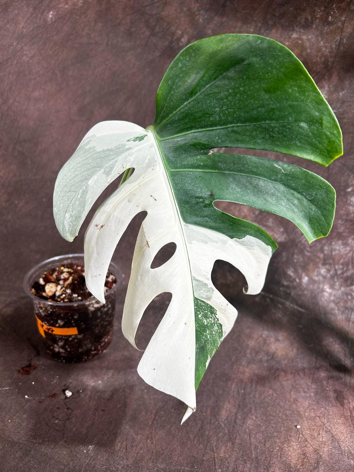 Variegated Monstera Albo Plant - Rare Indoor White Monstera Albo Borsigiana Plant - Large Form - Indoor Plant - Rare Houseplant -EXACT Plant