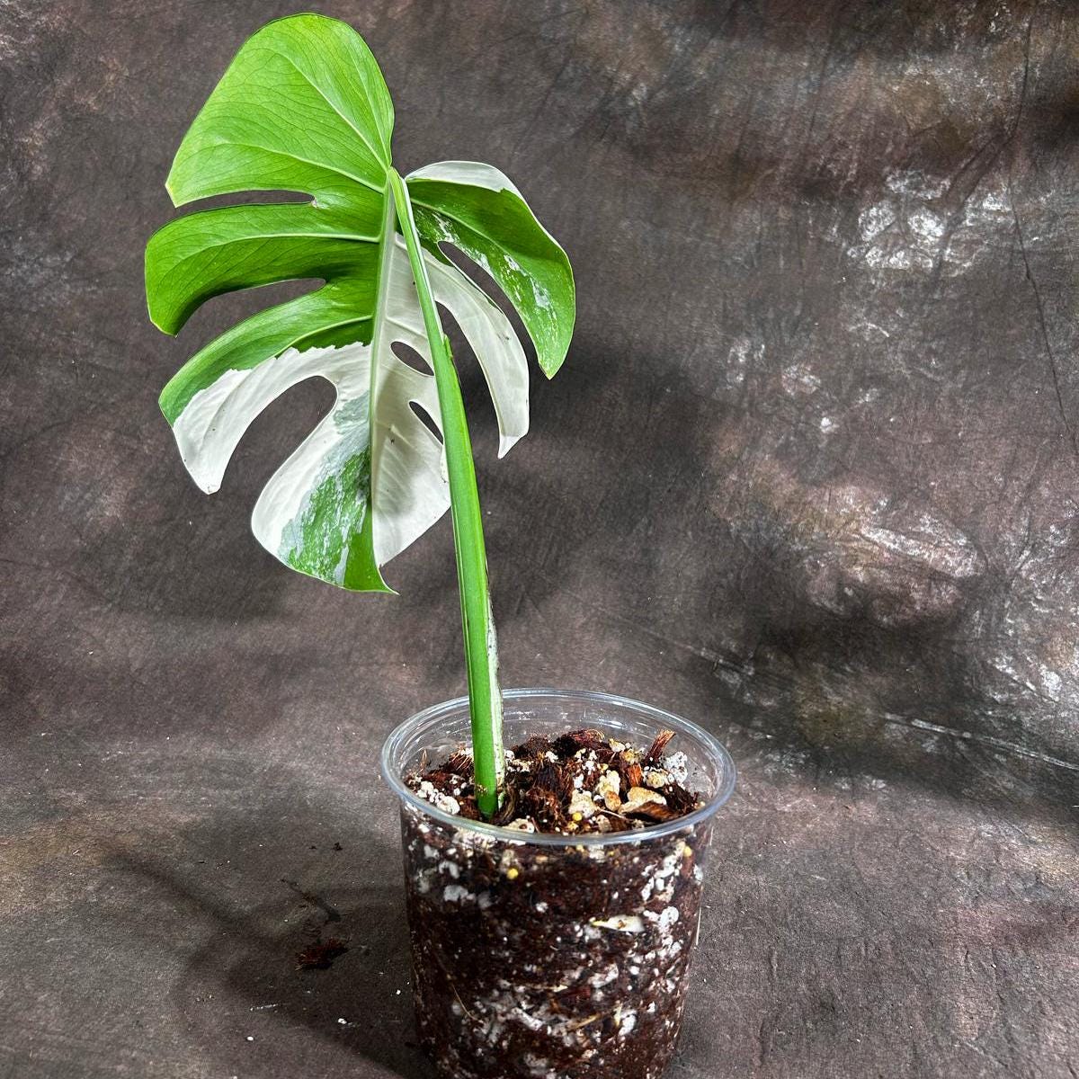Variegated Monstera Albo Plant - Rare Indoor White Monstera Albo Borsigiana Plant - Large Form - Indoor Plant - Rare Houseplant -EXACT Plant