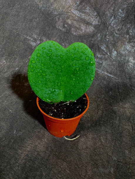Hoya Kerrii Heart Succulent - Live Plant - Indoor or Outdoor plant - Heart-Shaped Hoya - Office gift - Sweetheart Hoya in a Nursery Pot
