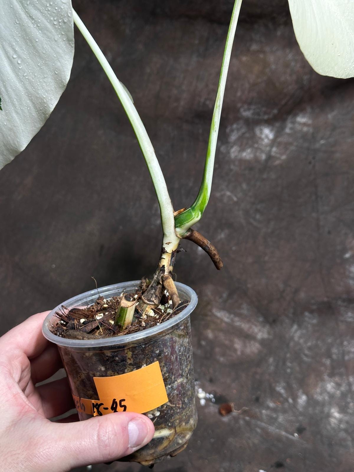 Variegated Monstera Albo Plant - Rare Indoor White Monstera Albo Borsigiana Plant - Half-Moon Leaf Plant - Rare Houseplant -EXACT Plant