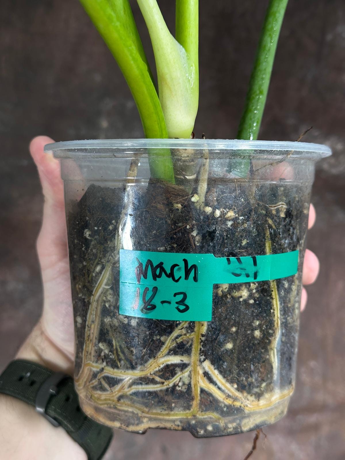 Philodendron Radiatum Variegated Exact Plant - US SELLER Rare - Indoor Rare Plant US seller