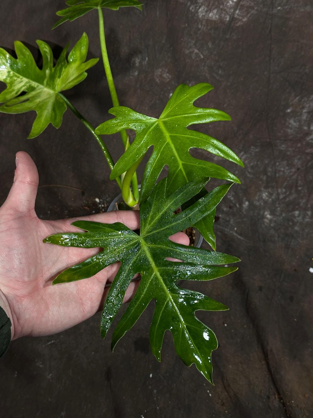 Philodendron Radiatum Variegated Exact Plant - US SELLER Rare - Indoor Rare Plant US seller