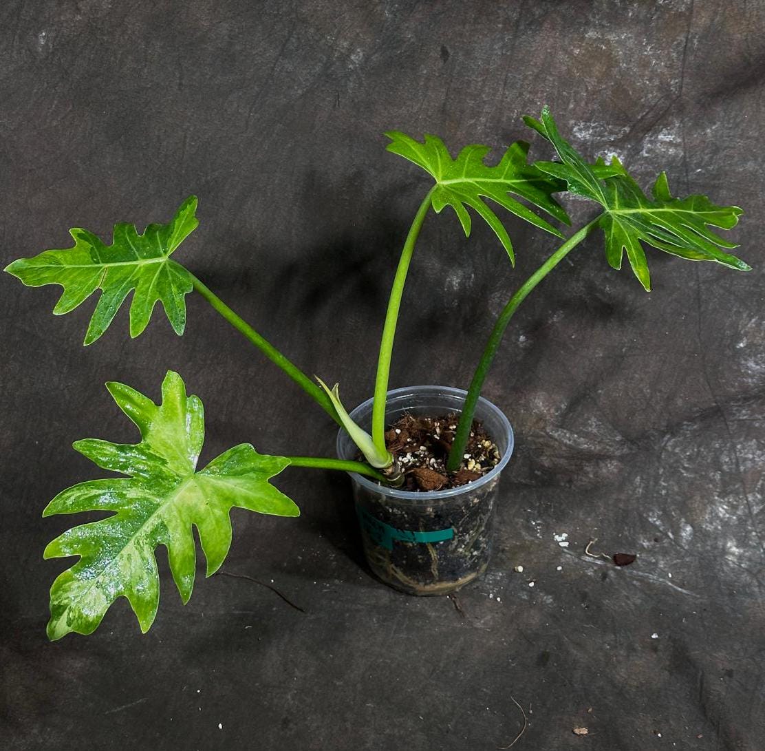 Philodendron Radiatum Variegated Exact Plant - US SELLER Rare - Indoor Rare Plant US seller