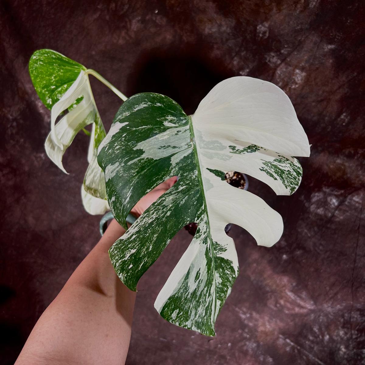 Variegated Monstera Albo Plant - Rare Indoor White Monstera Albo Borsigiana Plant - Large Form - Indoor Plant - Rare Houseplant -EXACT Plant