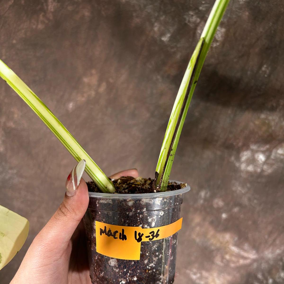 Variegated Monstera Albo Plant - Rare Indoor White Monstera Albo Borsigiana Plant - Large Form - Indoor Plant - Rare Houseplant -EXACT Plant