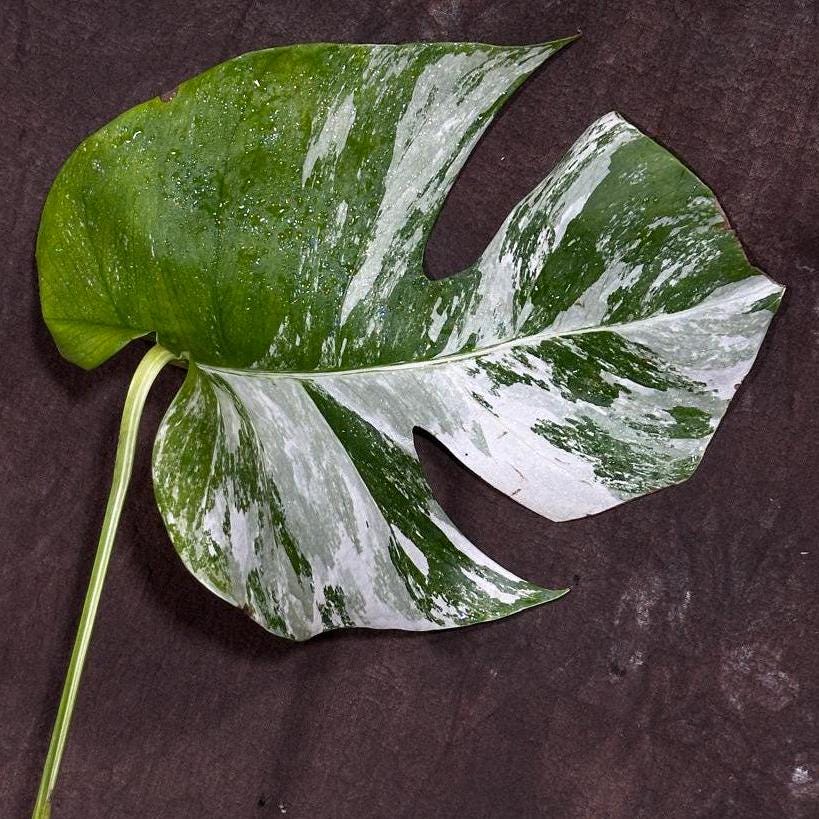 Variegated Monstera Albo Plant - Rare Indoor White Monstera Albo Borsigiana Plant - Single Leaf Plant - Rare Houseplant -EXACT Plant