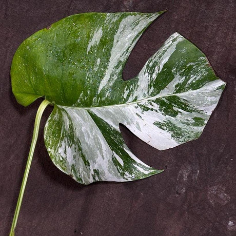 Variegated Monstera Albo Plant - Rare Indoor White Monstera Albo Borsigiana Plant - Single Leaf Plant - Rare Houseplant -EXACT Plant