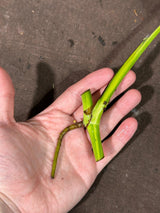 Monstera Aurea Cutting High Variegated Borsigiana - Monstera Aurea Variegata - Monstera Marmota - Gift for Mom