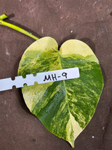 Monstera Aurea Cutting High Variegated Borsigiana - Monstera Aurea Variegata - Monstera Marmota - Gift for Mom