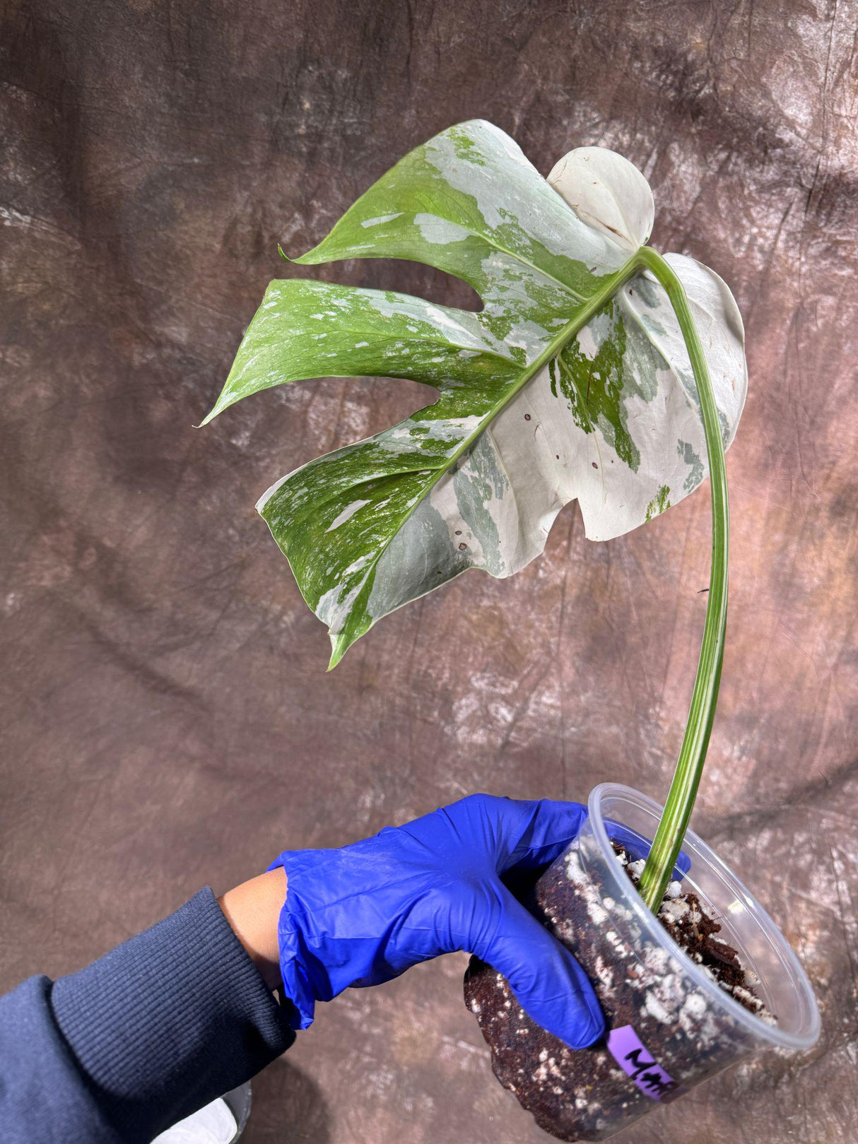 Variegated Monstera Albo Plant - Rare Indoor White Monstera Albo Borsigiana Plant - Single Leaf Potted Plant - US Seller - EXACT Plant