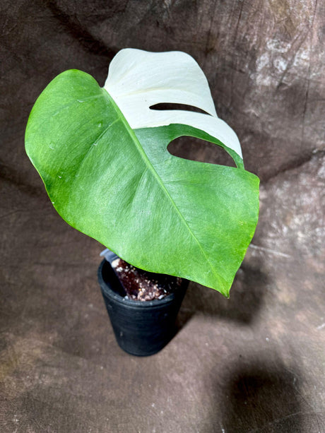 Variegated Monstera Albo Plant - Rare Indoor White Monstera Albo Borsigiana Plant - Single Leaf Potted Plant - US Seller - EXACT Plant