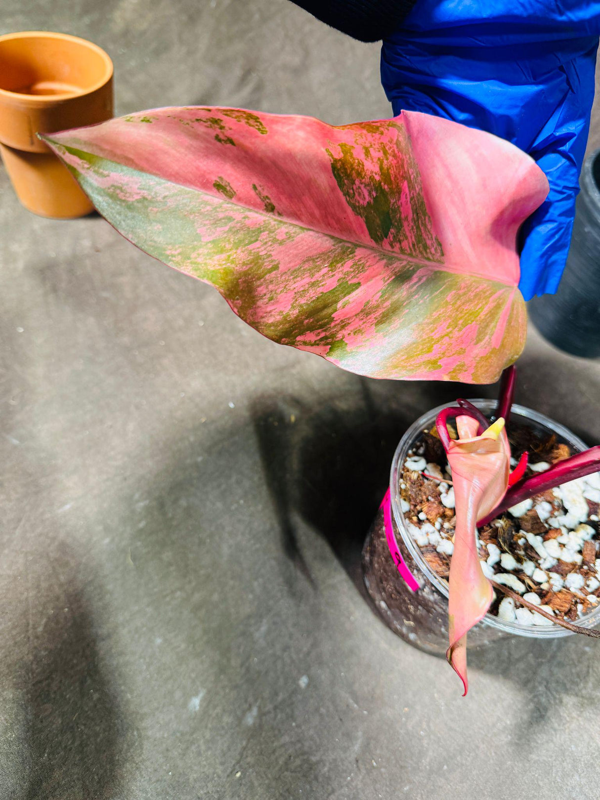 Variegated Philodendron Strawberry Shake in a Nursery Pot - RARE Collector Plant - Philodendron Pink Plant - Live Indoor Plant - US seller